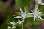 Woodland stonecrop